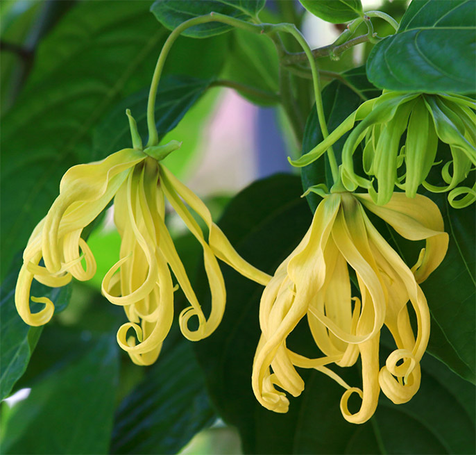 ylang - YLANG YLANG | ÓLEO AROMÁTICO