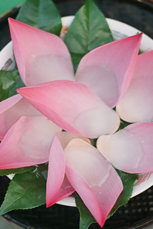 La Rosa Botánicos Mayoristas
