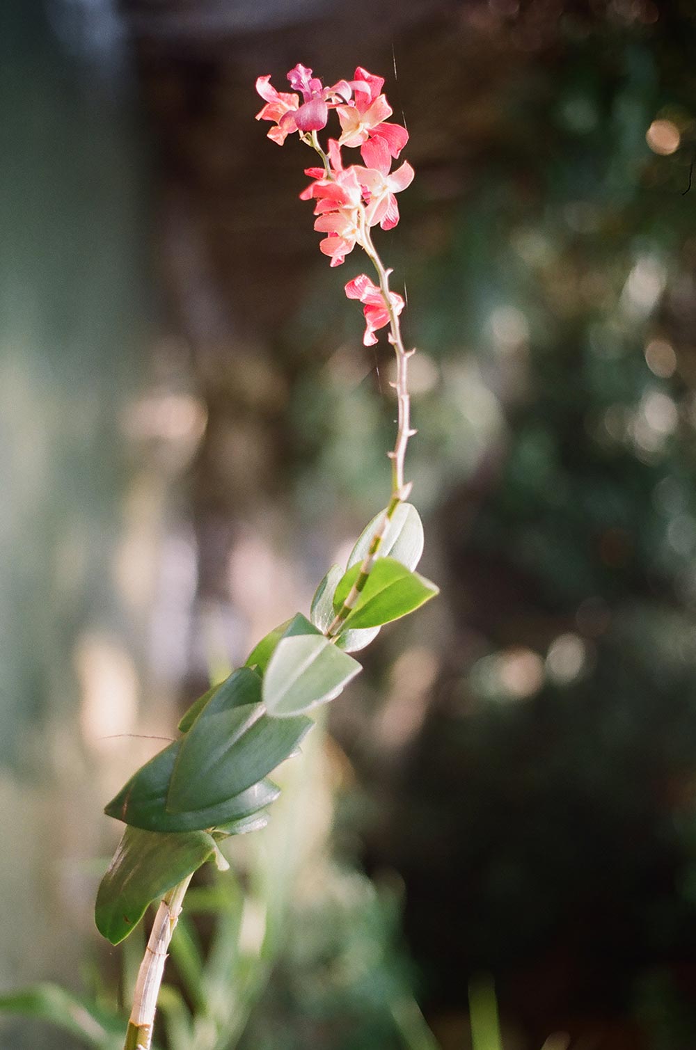 La Rosa Botánicos Mayoristas
