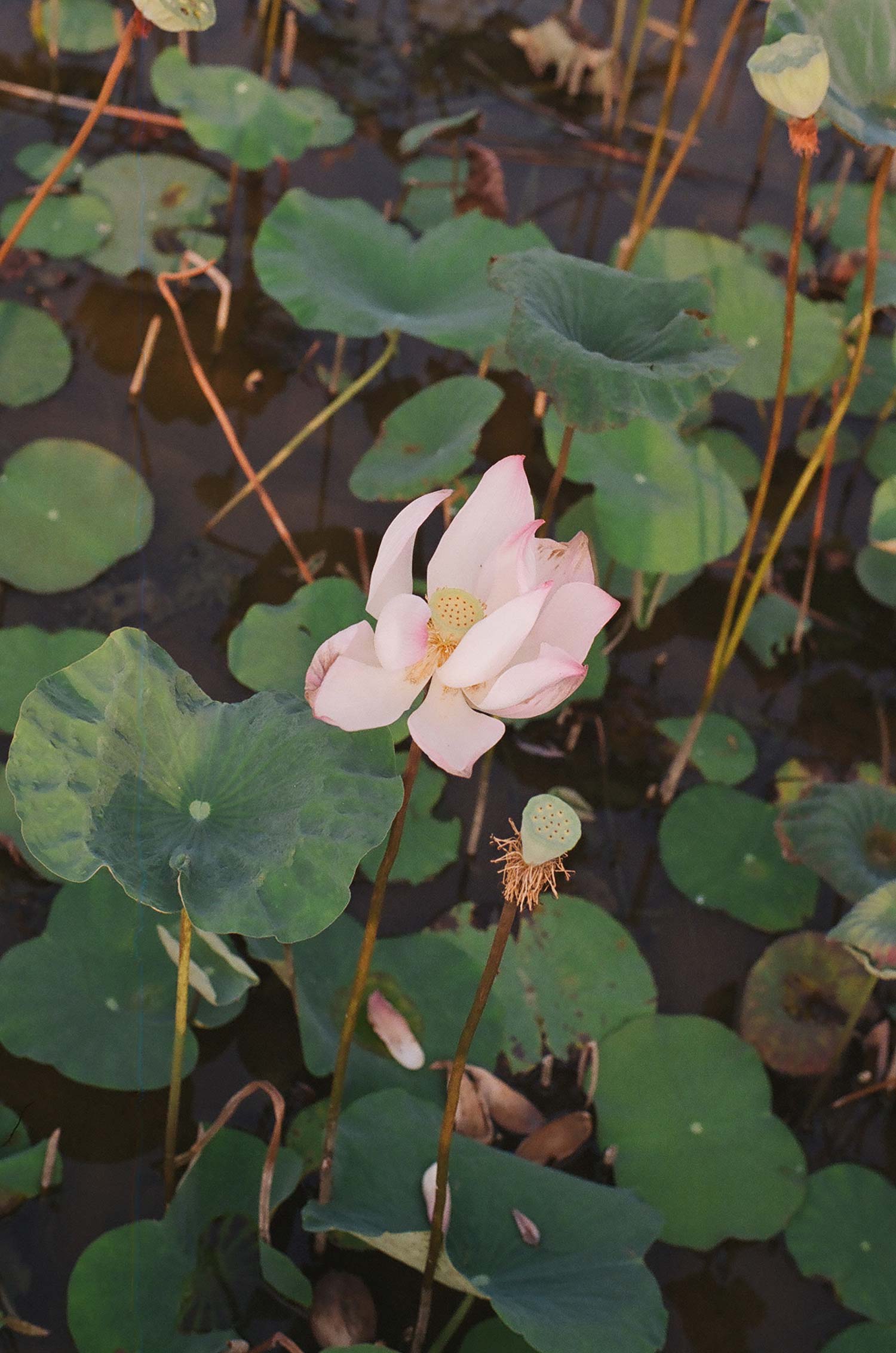 La Rosa Botánicos Mayoristas